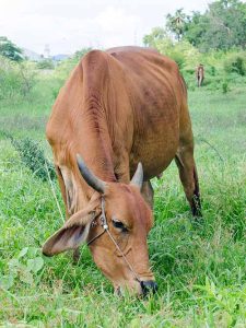 Curious cow at the field.