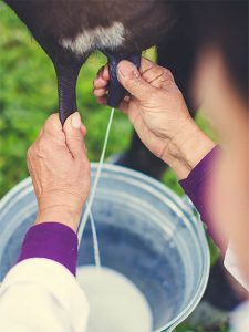 female-farmer-milking-cow-farm-Recoffvered